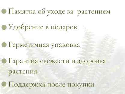 Комнатное растение Фикус Лирата бамбино