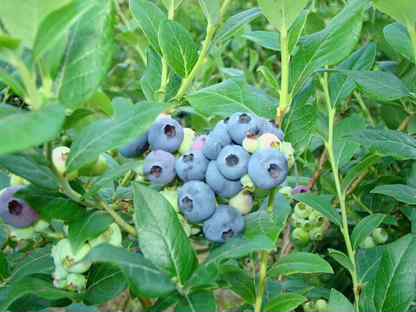 Норт Блю (North Blue) Голубика